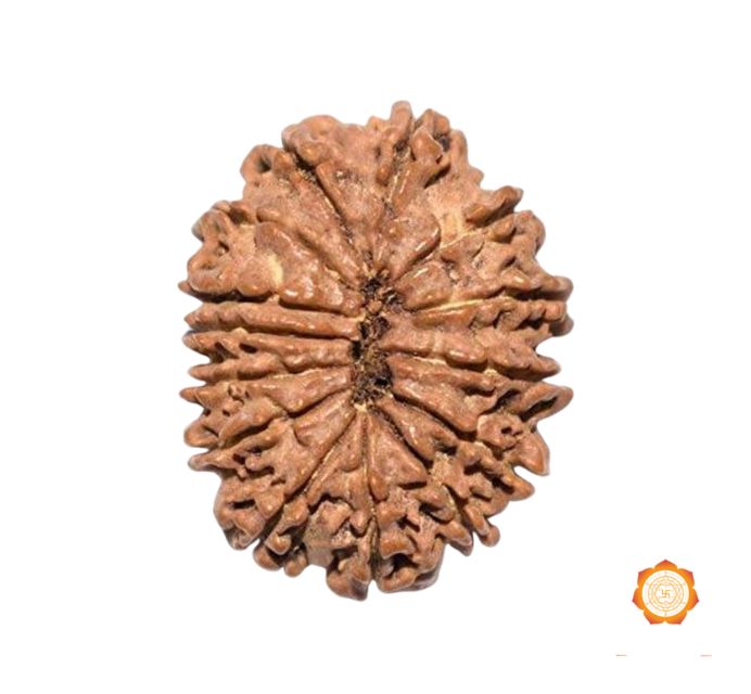 Purchase 14 Mukhi Small Rudraksha online at