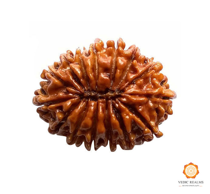 Purchase 15 Mukhi Rudraksha From Nepal