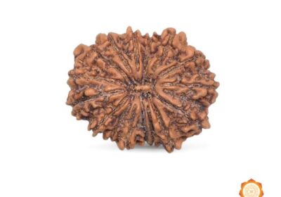 16-Mukhi-Rudraksha-Sixteen-Face-Rudraksh-1