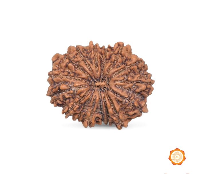 Purchase 16 Mukhi Rudraksha Beads Online