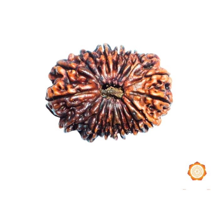 18 Mukhi Rudraksha Beads for Purchase Online Vedic Realms