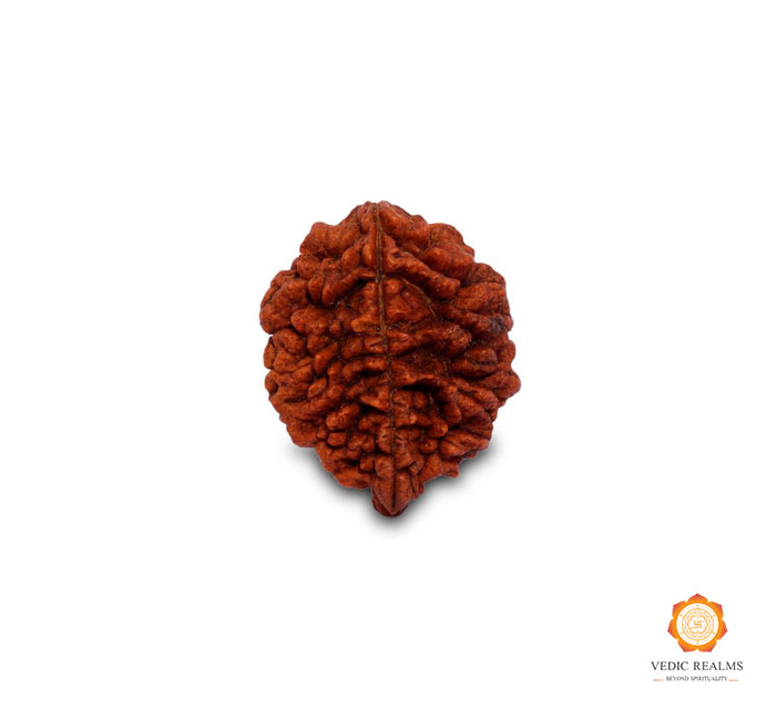 Original 2 Mukhi Rudraksha – Bring Balance into Your Life