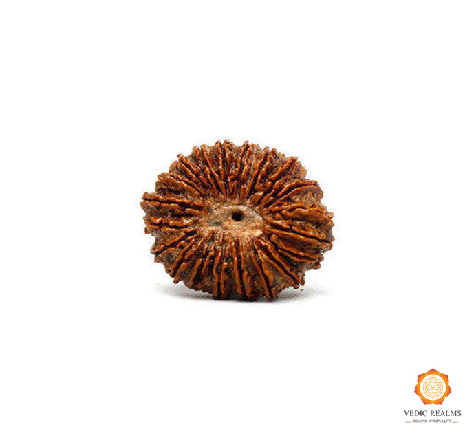 Get the Best Deal on 20 Mukhi Rudraksha Online Vedic Realms