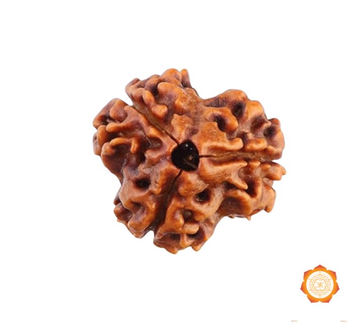Buy The Best Price 3 Mukhi Rudraksha Online