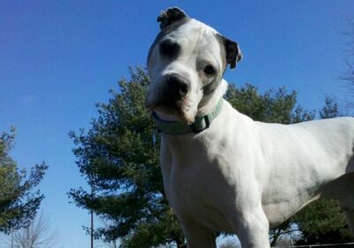 5ac67f59200000d30ceb3fee