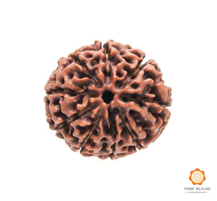 Buy Original 9 Mukhi Rudraksha