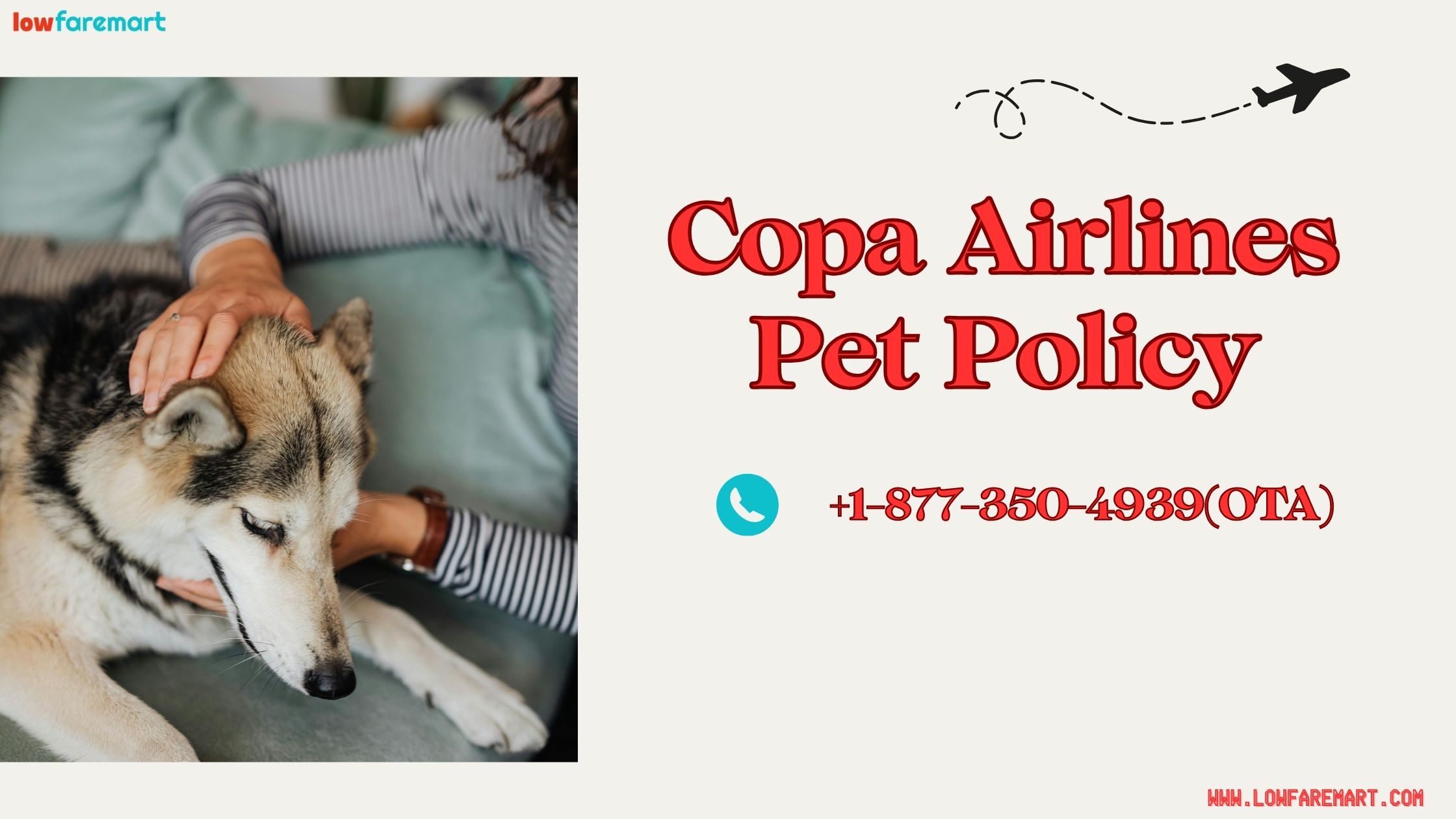 A Complete Guide to Copa Airlines Pet Policy for Stress-Free Travel