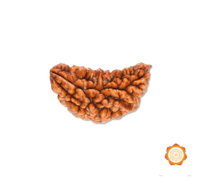 Purchase 1 Mukhi Rudraksha (One Face) at the Best Online Prices: Genuine & Potent