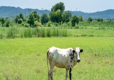 cow-standing-field-covered-greenery-sunlight-2-1