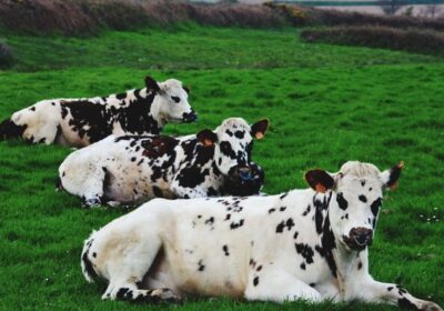 cows-field_1048944-24999982