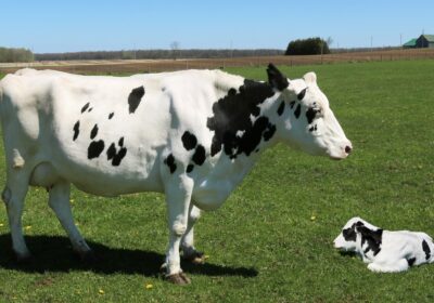 white-black-cow-with-her-calf-green-field-1-1