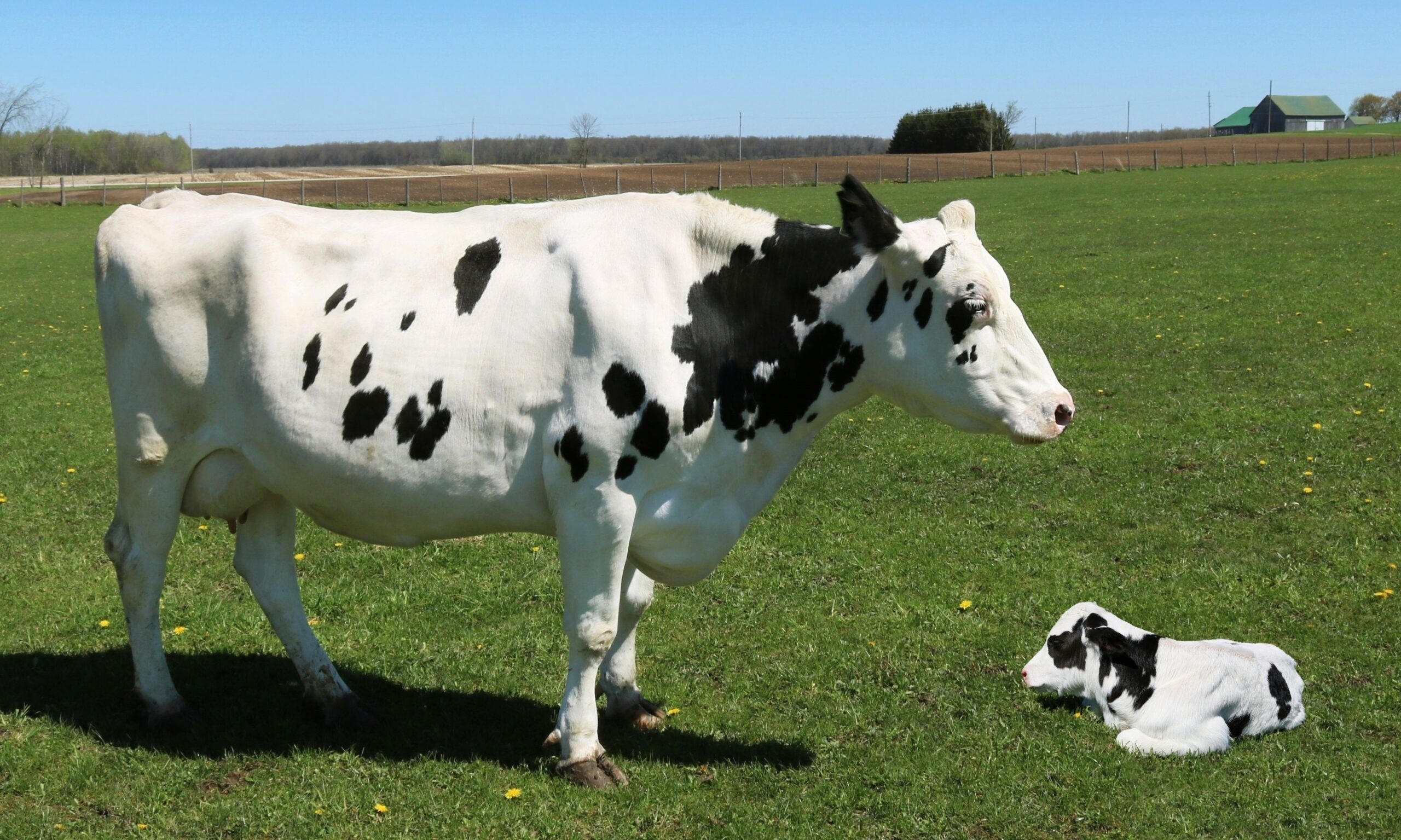 Speckled Cows For Sale | Premium Speckle Park Breeding Stock