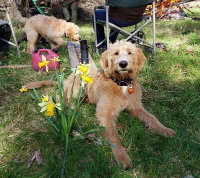 The White Labradoodle