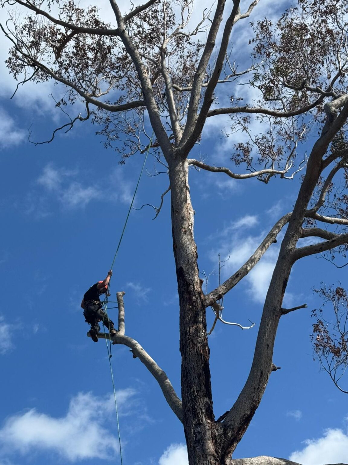 Emergency Tree Services | 24/7 Storm Damage & Removal