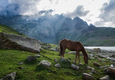 horse-grazing-near-gangabal-nund