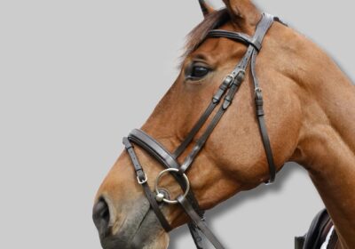 imgi_38_BridlewFlashNoseband5