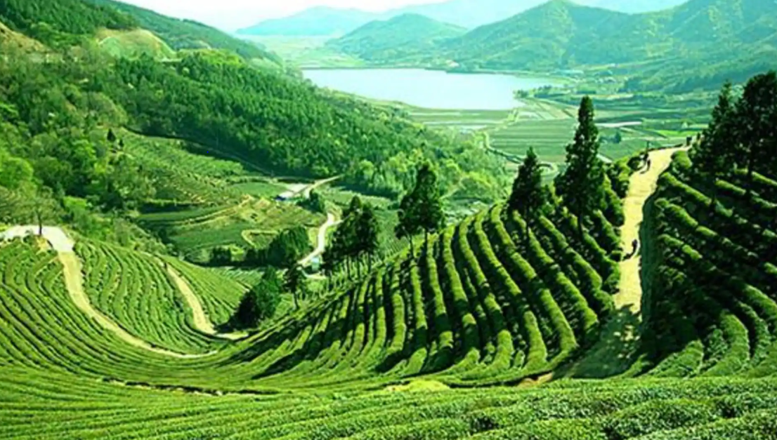 Assam Family Tour Package for Memorable Holidays Together