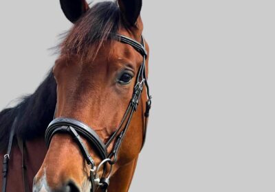imgi_26_BridlewFlashNoseband1