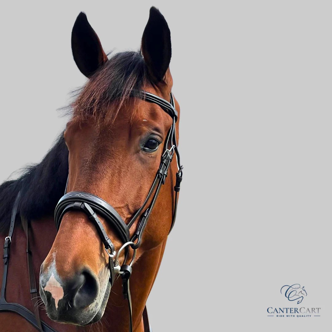 Brown English Bridle for Everyday Riding | Canter Cart