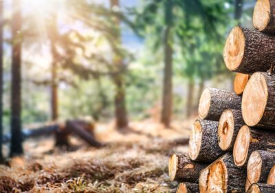 logging-company-by-Burkys-logging-4